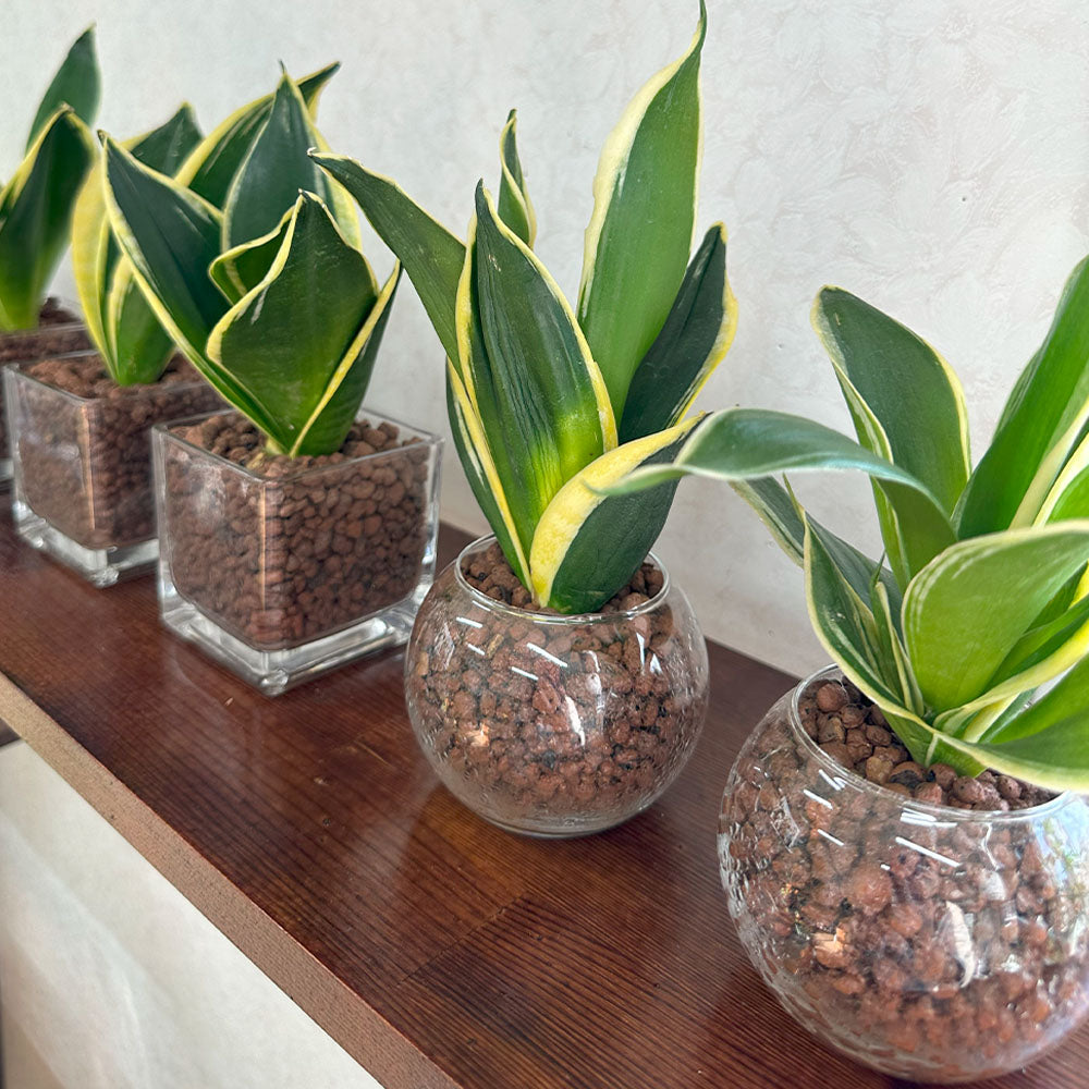 観葉植物 多肉植物 鉢植え サンスベリア サンセベリア Sansevieria