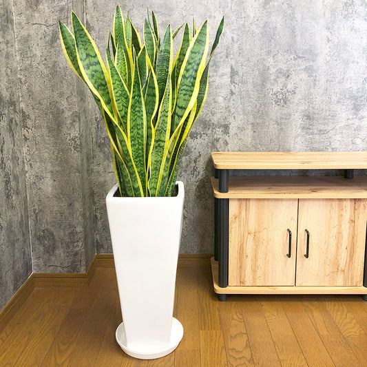 観葉植物 多肉植物 鉢植え サンスベリア サンセベリア Sansevieria