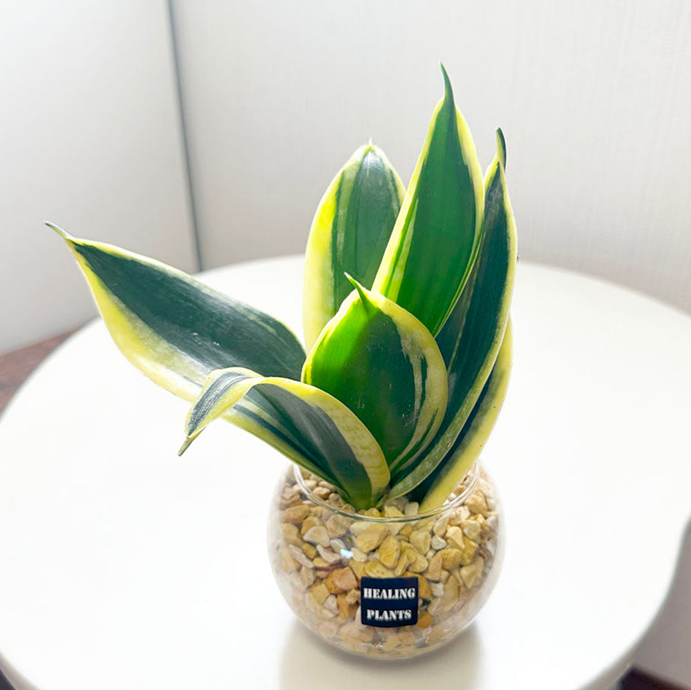 観葉植物 サンスベリア Sansevieria 鉢植え 多肉植物