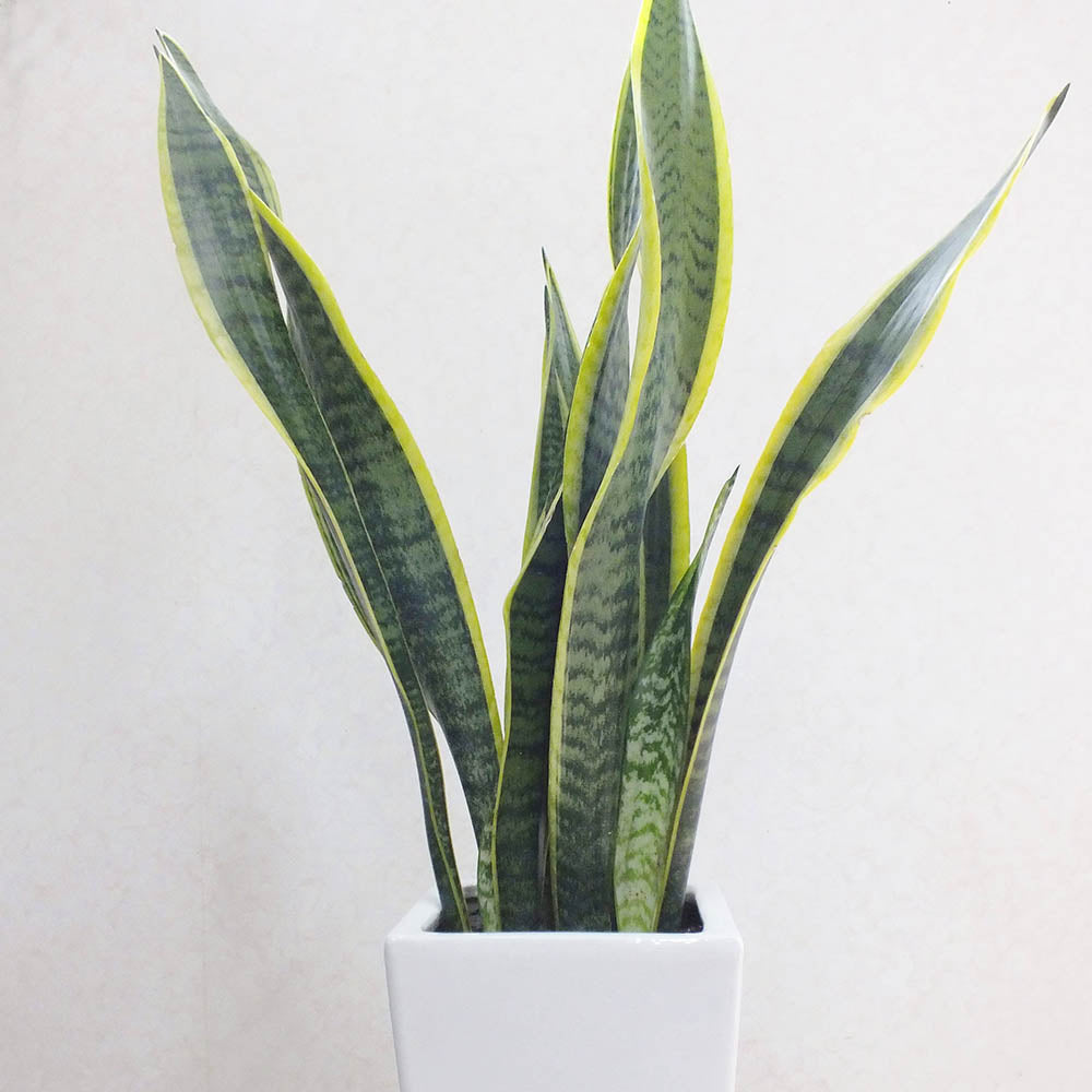 11月11日はスティックの日｜運気を伸ばす“まっすぐグリーン”特集