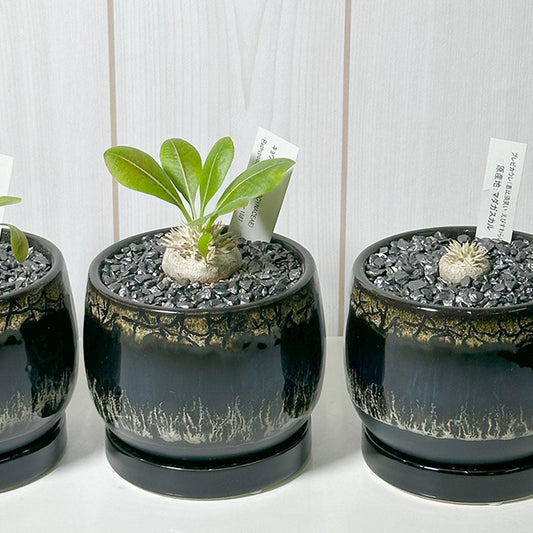 観葉植物 塊根植物 コーデックス パキポディウム ブレビカウレ 恵比寿笑い えびすわらい 鉢植え
