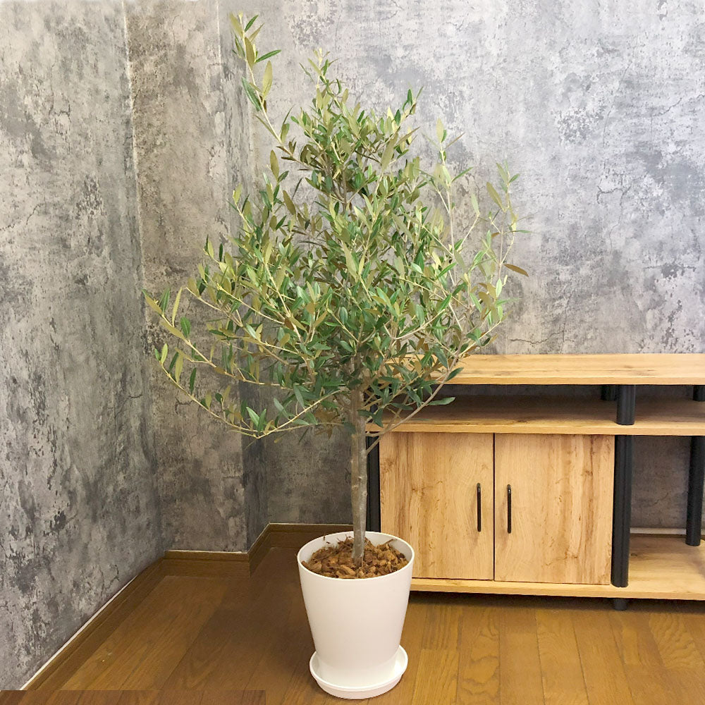 オリーブ 鉢植え 玄関 オリーブの木 エルグレコ テラコッタ鉢植え 苗