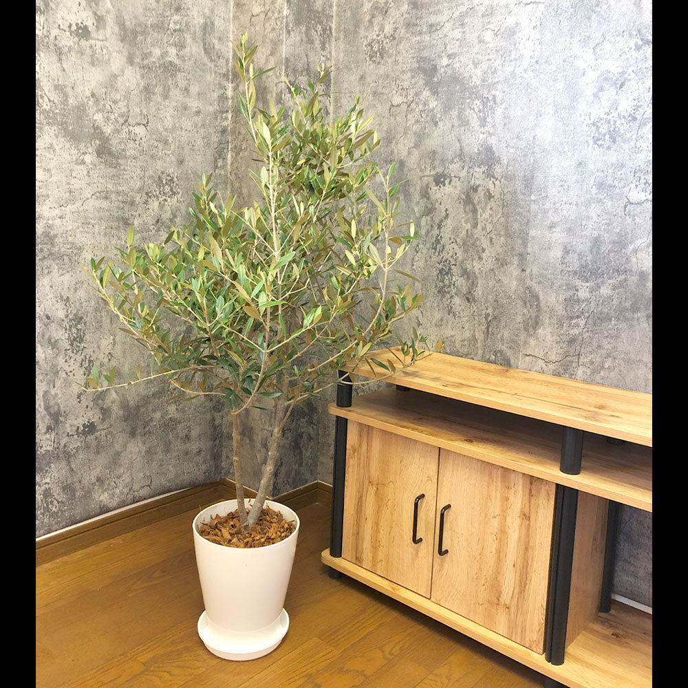 olive オリーブ 観葉植物