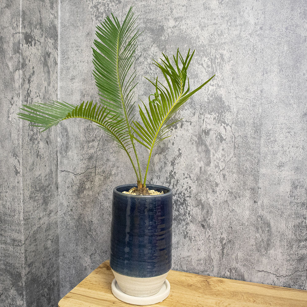 観葉植物 ソテツの鉢植え