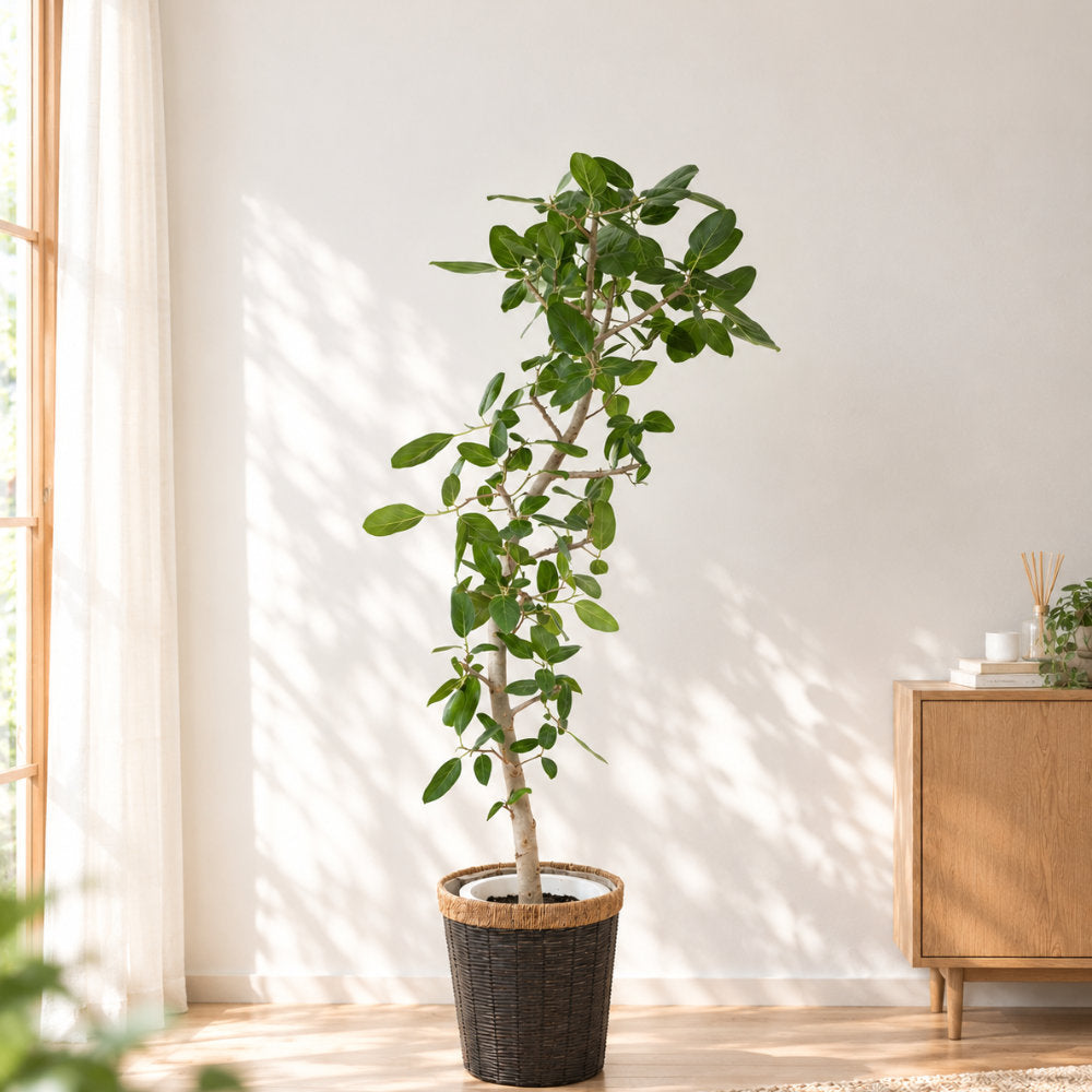 フィカス ベンガレンシス ベンガルゴム ゴムの木 鉢植え
