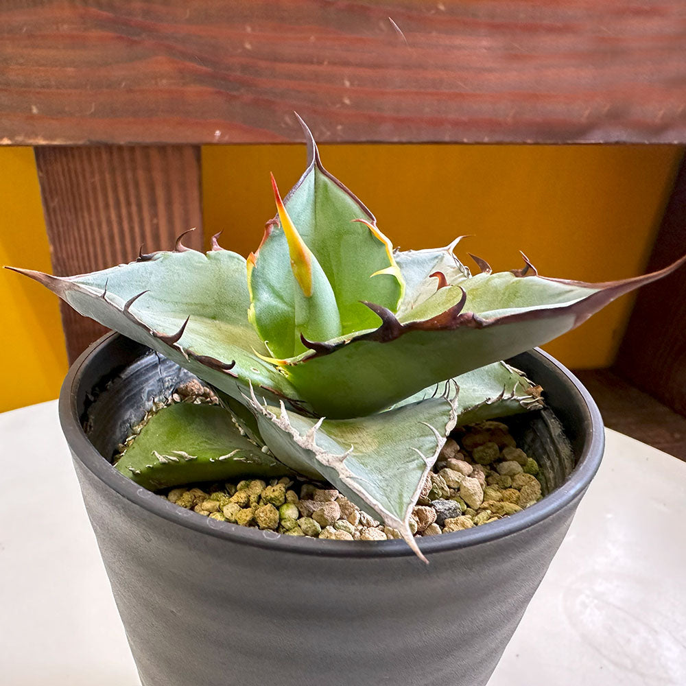 観葉植物「アガベ・チタノタ」の育て方ガイド – Jewelry Plant online