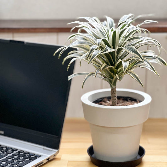 観葉植物 ドラセナ チャヤ Dracaena