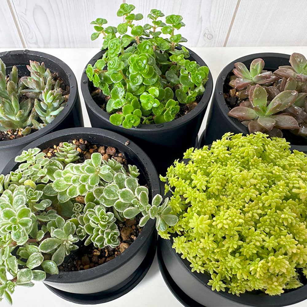 多肉植物 セダム 観葉植物 鉢植え