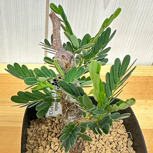 観葉植物 塊根植物 センナ メリディオナリス 鉢植え