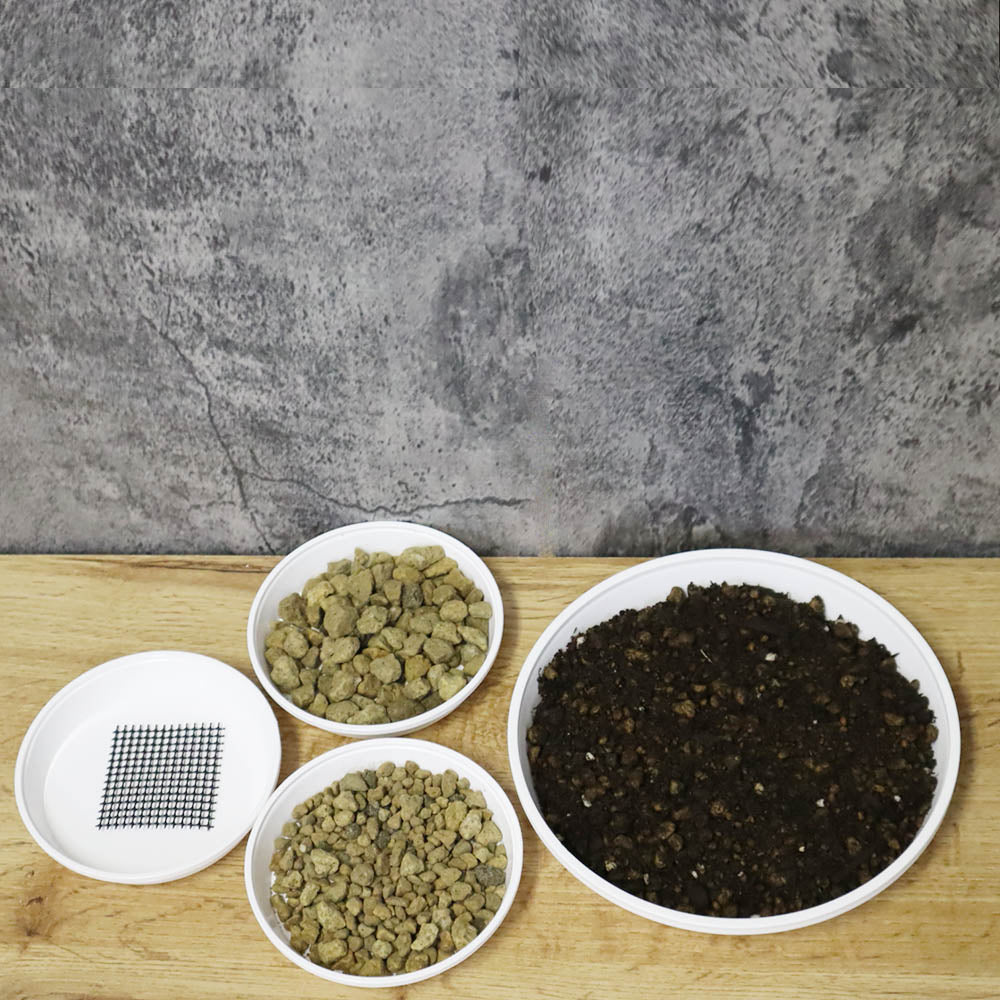 観葉植物の植え替えを成功させる準備5選｜初心者でも安心