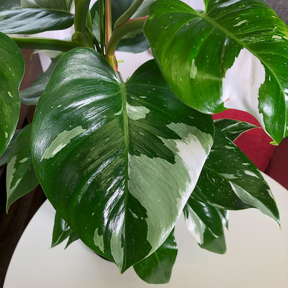 観葉植物 フィロデンドロン ホワイトプリンセス の育て方 | 花言葉 