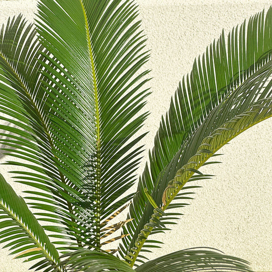 観葉植物 蘇鉄 ソテツ 鉢植え