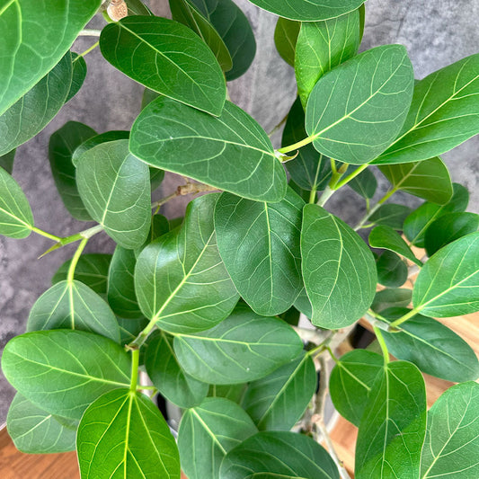 フィカス ベンガレンシス ベンガルゴム ゴムの木 鉢植え