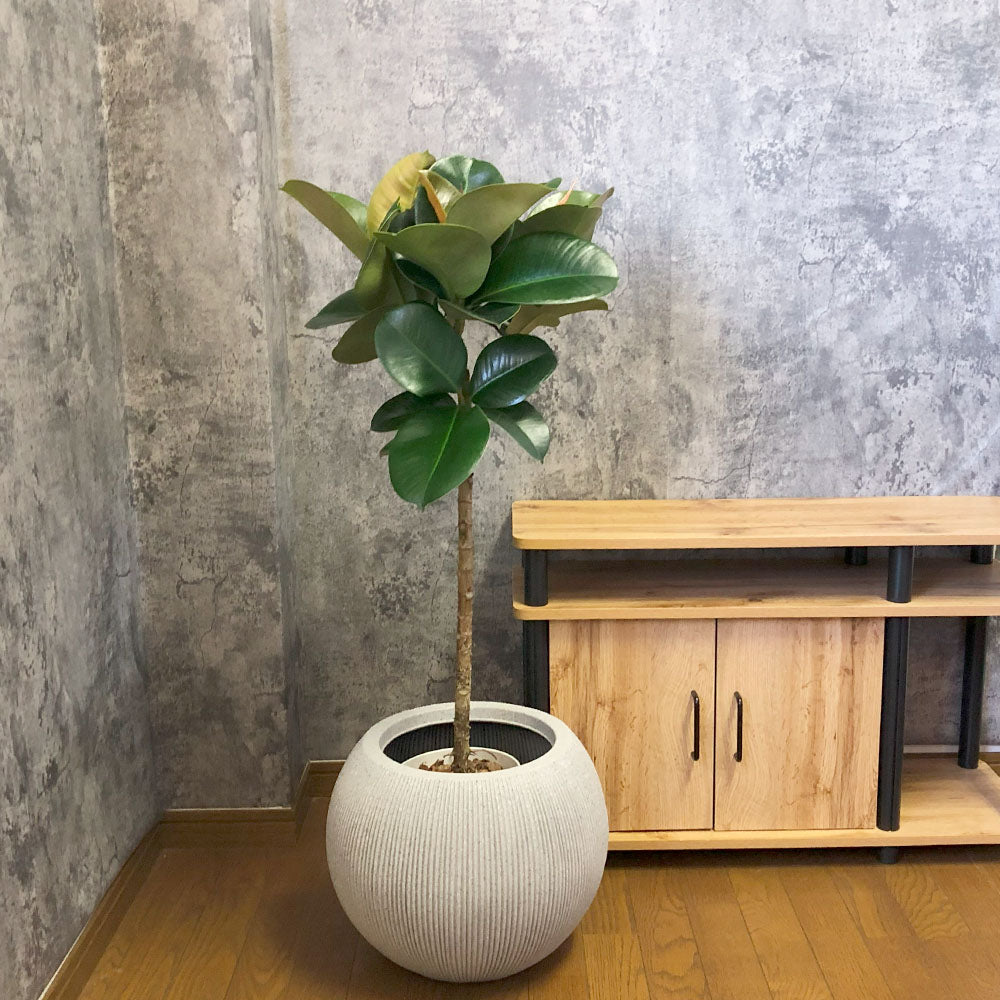 観葉植物「ゴムの木 ソフィア」の育て方ガイド | 花言葉：『永久の幸せ 