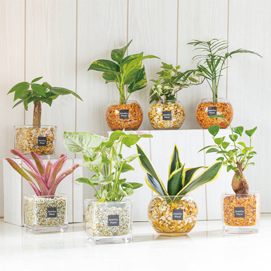 観葉植物 ハイドロカルチャー 水耕栽培 ガジュマル サンスベリア