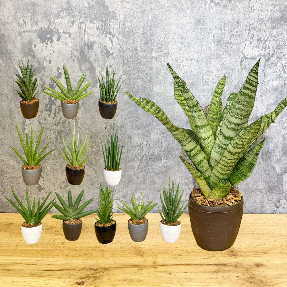 多肉植物 観葉植物 サンスベリア Sansevieria 鉢植え 虎の尾