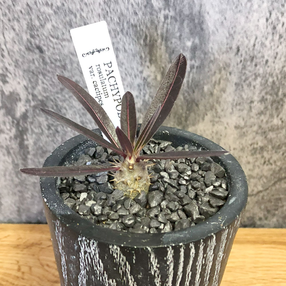 パキポディウムの春の育て方｜成長期の水やり・日当たり管理のコツ