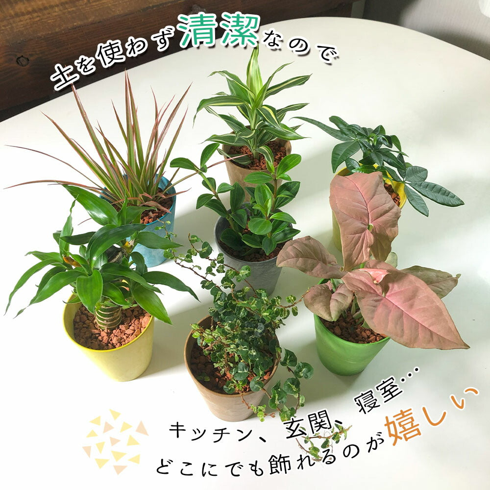 ハイドロカルチャー　瓦チップ　観葉植物