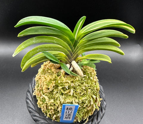 富貴蘭 変化を楽しむ | 桃山達磨 『達磨のような葉姿の魅力