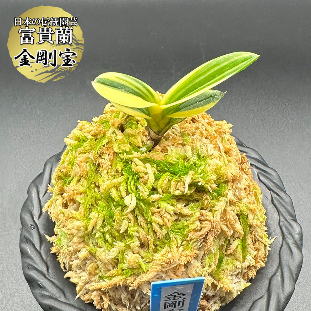 富貴蘭 種類『金剛宝 』（こんごうほう）【現品】黄縞の冴えは抜群に 