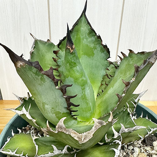 多肉植物 アガベ チタノタ ティタノタ レッド キャットウィーズル 観葉植物 鉢植え