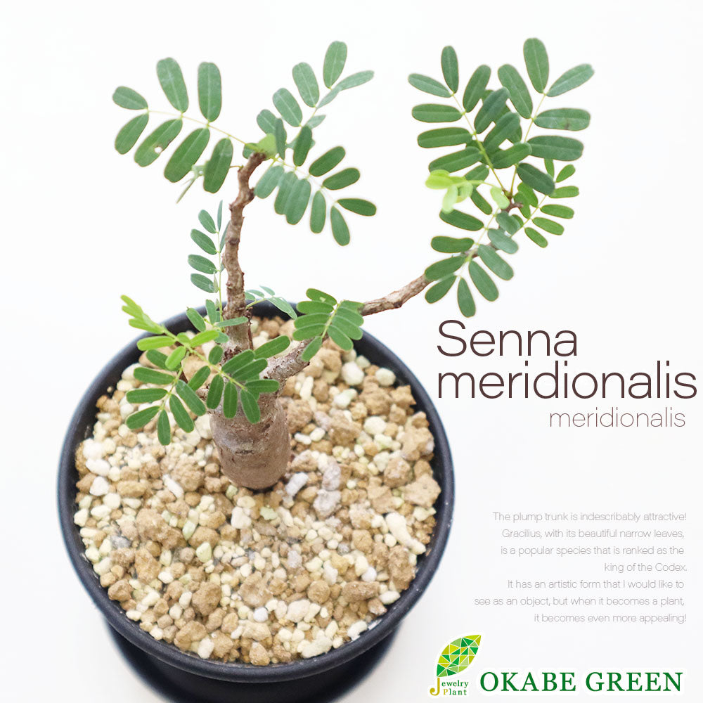 キ2988 塊根植物 センナ メリディオナリス 抜き苗 6/30最新到着 Senna meridionalis マダガスカル 枝先折れ  枯れアリ(その他)｜売買されたオークション情報、yahooの商品情報をアーカイブ公開 - オー 花、園芸