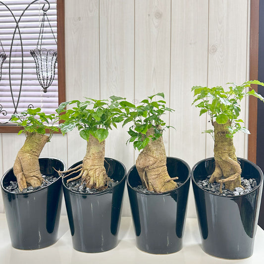 観葉植物 ステレオスペルマム 黒陶器鉢 ラデルマケラ 鉢植え