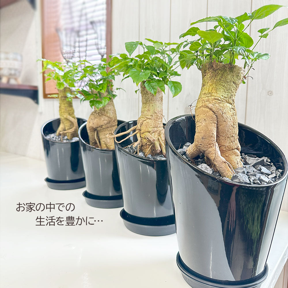 観葉植物 ステレオスペルマム 黒陶器鉢 ラデルマケラ 鉢植え