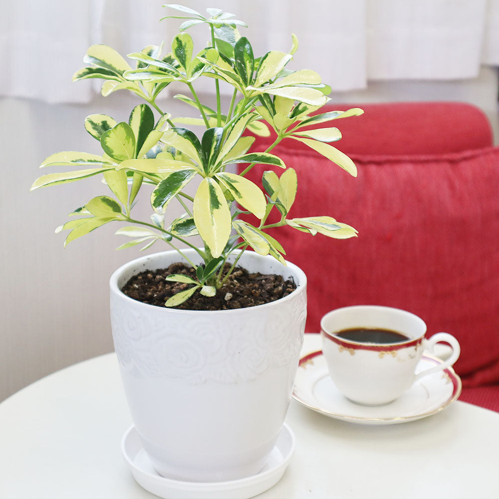 観葉植物 シェフレラ ホンコンカポック 鉢植え