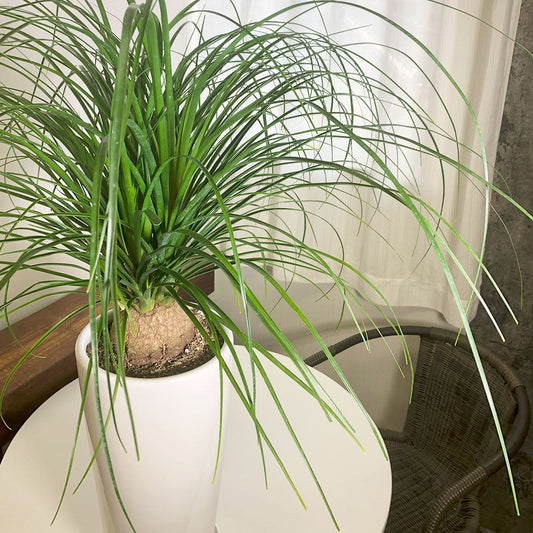 トックリラン ノリナ ポニーテール 徳利蘭 鉢植え