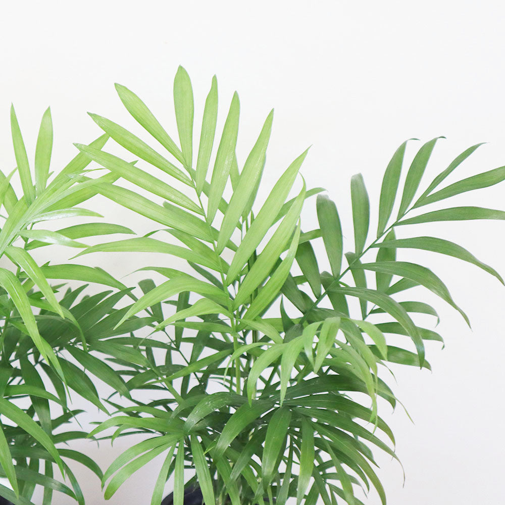 観葉植物 テーブルヤシ ヤシ 鉢植え Chamaedorea elegans