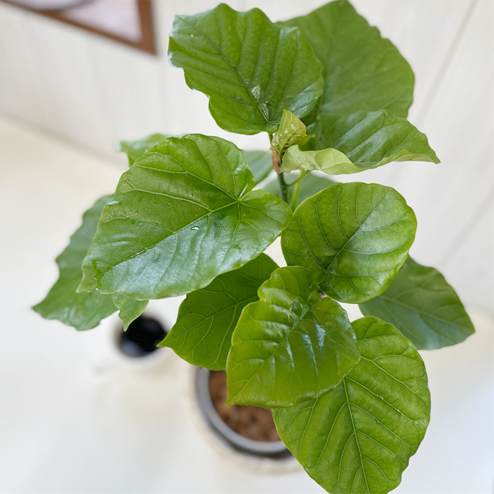 観葉植物 ウンベラータ フィカス 鉢植え