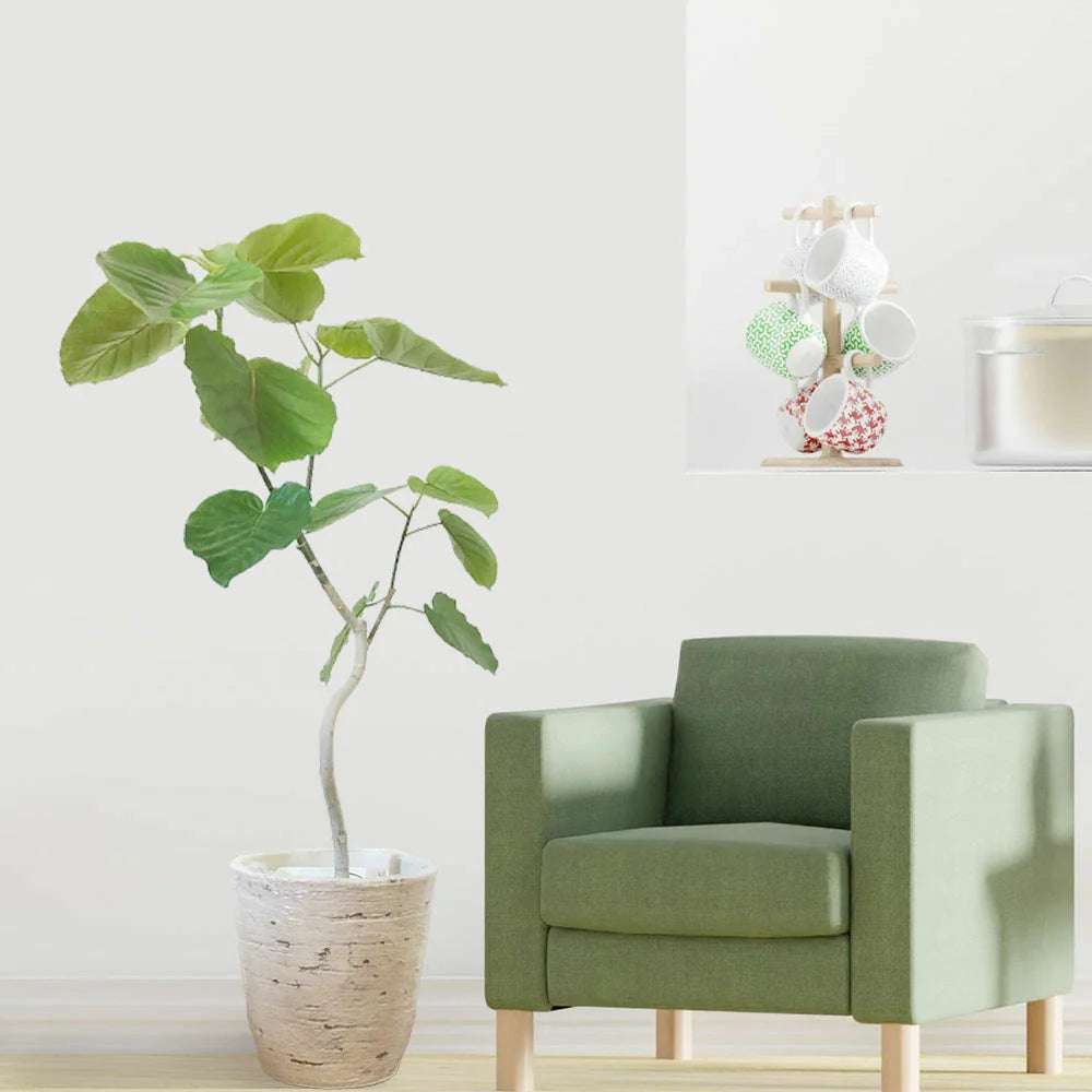 家庭運アップに効果的！風水で人気の観葉植物「ウンベラータ」の魅力と