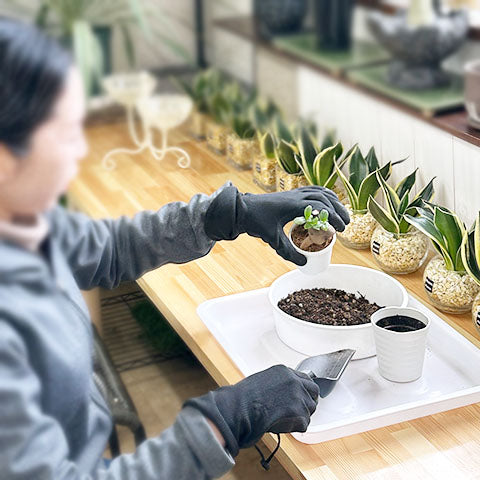 植え替え 培養土 観葉植物 ガジュマル サンスベリア ハイドロカルチャー