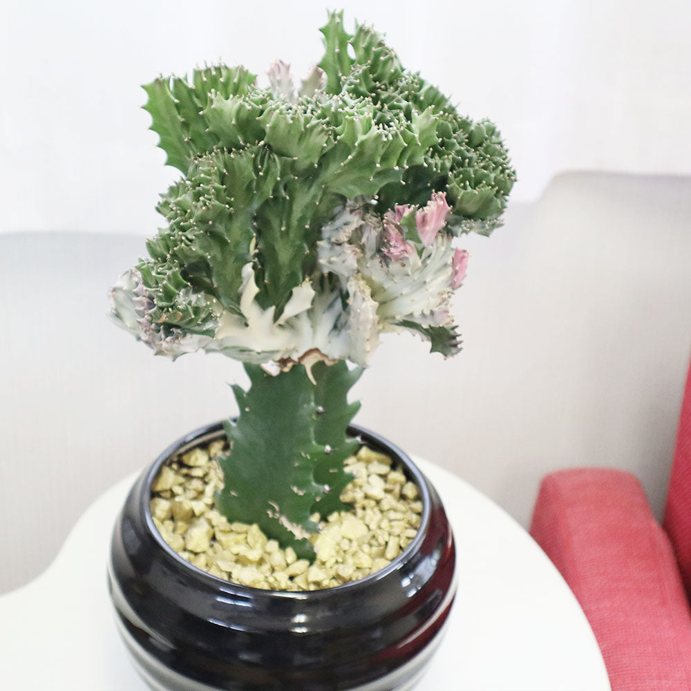 観葉植物 多肉植物 ユーフォルビア キング マハラジャ King Maharaja Euphorbia 鉢植え