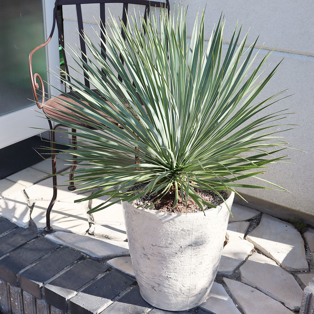 観葉植物「ユッカ ロストラータ」の育て方ガイド | 花言葉：『勇壮』『偉大』『颯爽』 – Jewelry Plant online