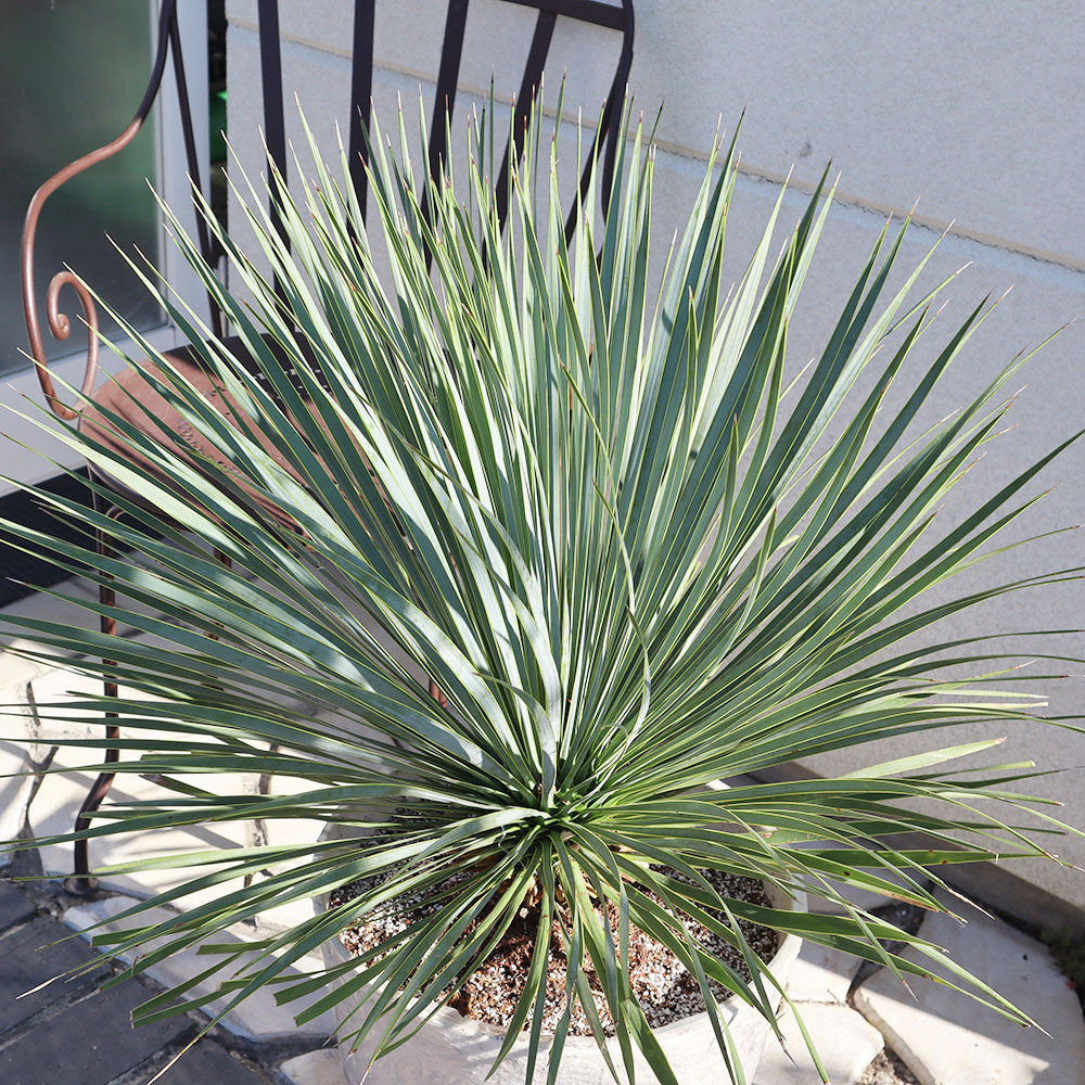 観葉植物 ユッカ ロストラータ 鉢植え