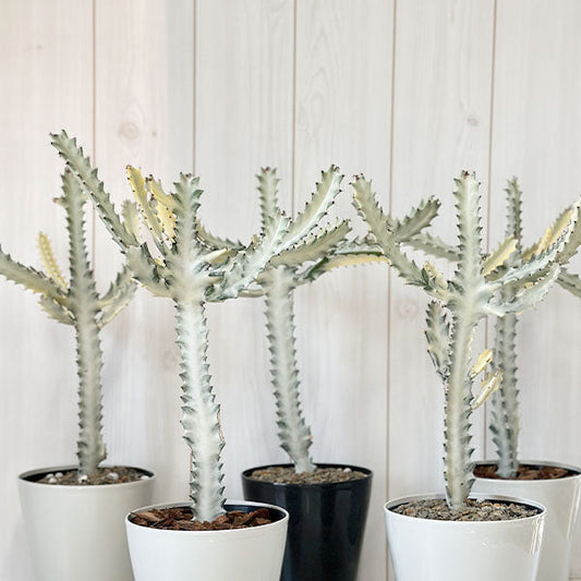 観葉植物 多肉植物 ユーフォルビア ホワイトゴースト Euphorbia lactea White Ghost