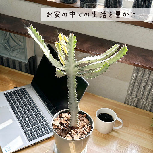 観葉植物 多肉植物 ユーフォルビア ホワイトゴースト Euphorbia lactea White Ghost