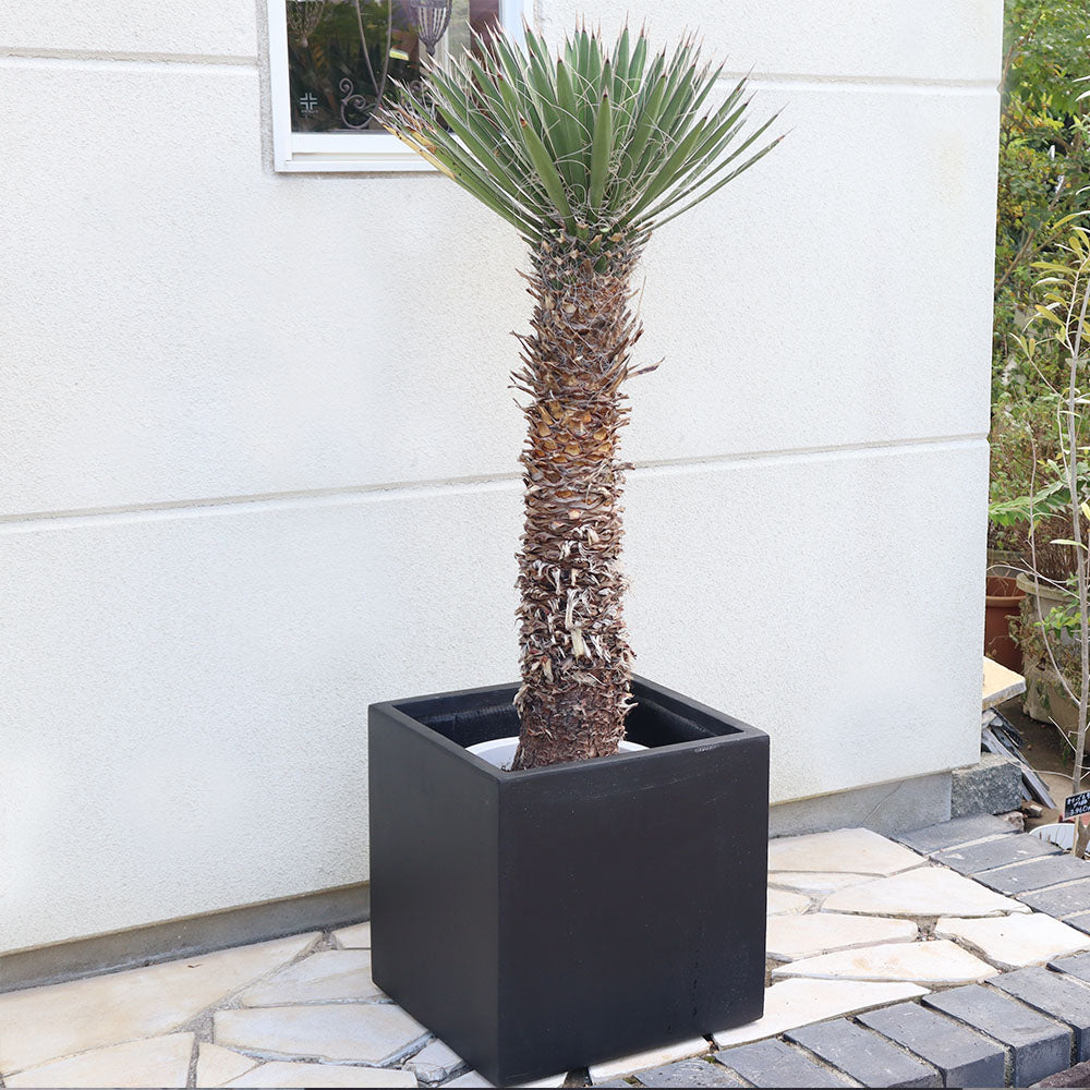 観葉植物「ユッカ フィリフェラ」の育て方ガイド | 花言葉：『勇壮  