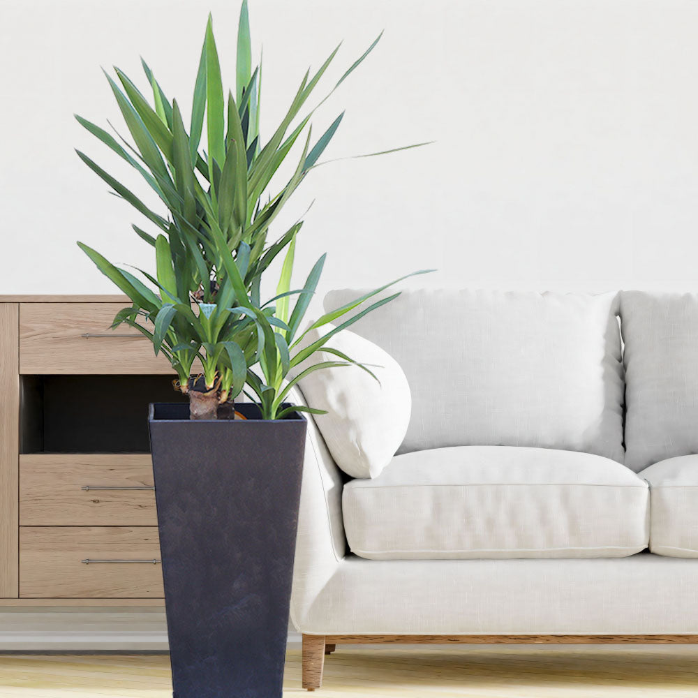 ユッカで仕事運アップ！風水でオフィスを活性化する方法 – Jewelry