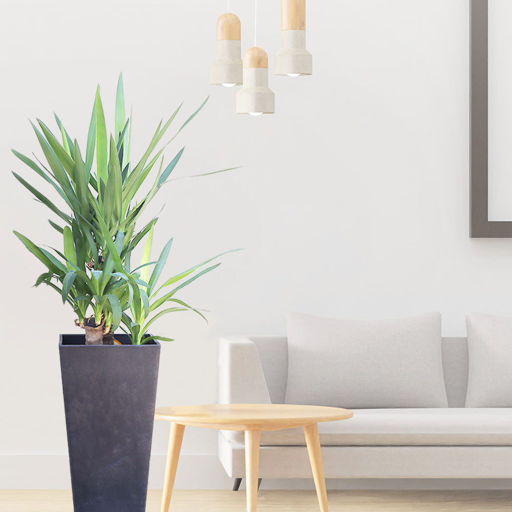 観葉植物 ユッカ yucca 鉢植え