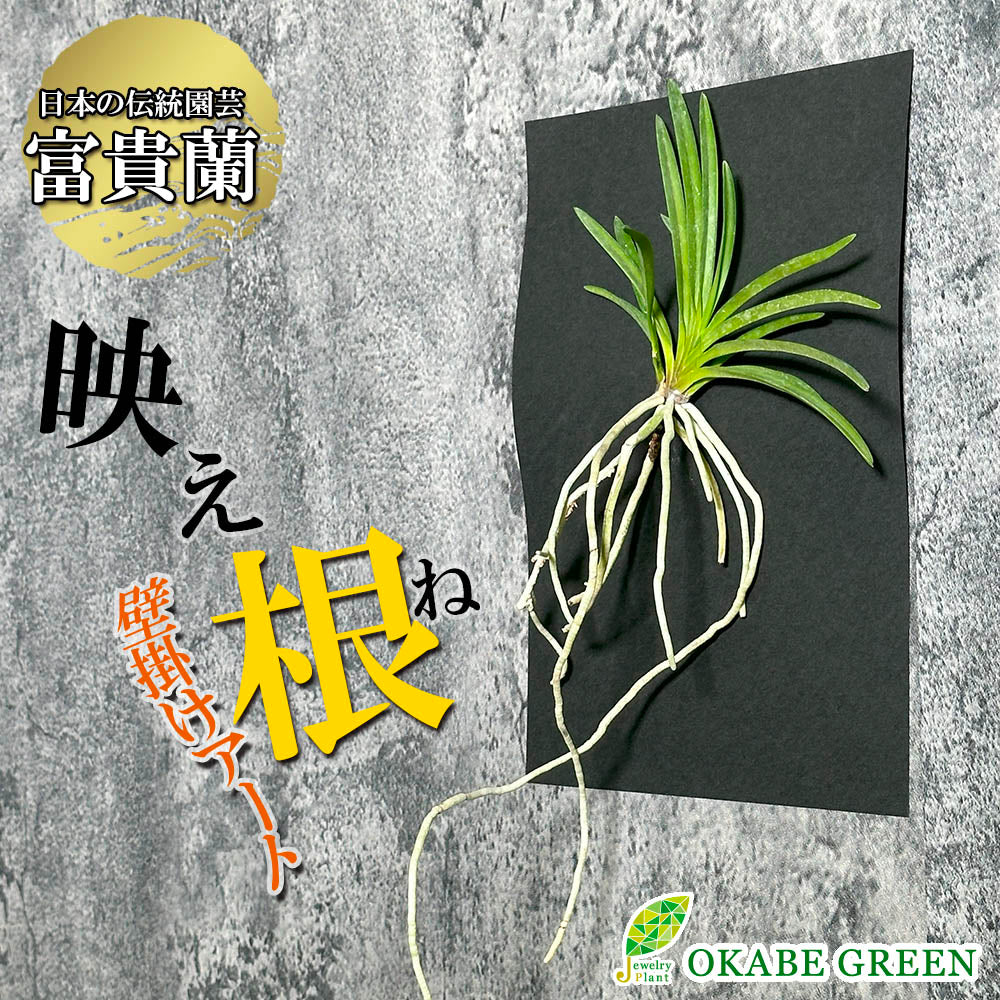 宝石のような観葉植物のお店 【Jewelry Plant】 富貴蘭 風蘭 蘭 ポスト便 フウキラン フウラン 送料無料 – Jewelry Plant  online