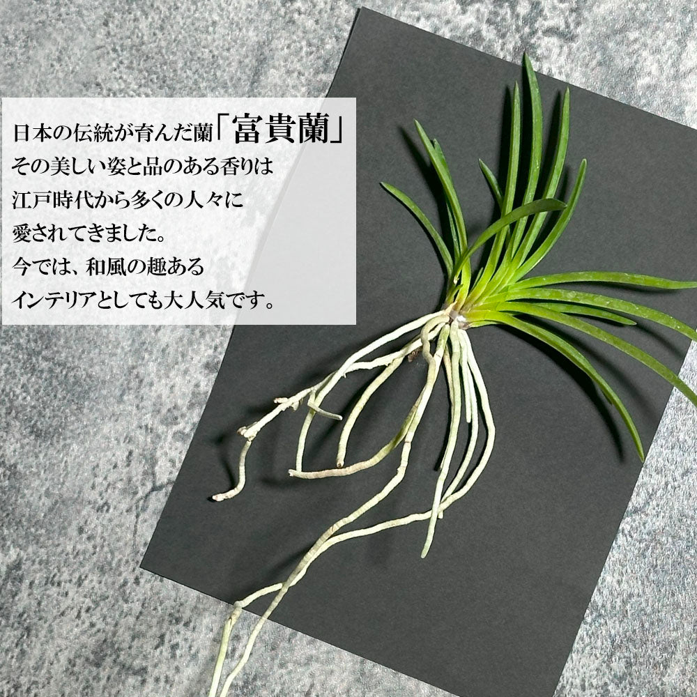 宝石のような観葉植物のお店 【Jewelry Plant】 富貴蘭 風蘭 蘭 ポスト便 フウキラン フウラン 送料無料 – Jewelry Plant  online