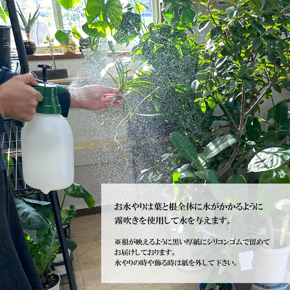 宝石のような観葉植物のお店 【Jewelry Plant】 富貴蘭 風蘭 蘭 ポスト便 フウキラン フウラン 送料無料 – Jewelry Plant  online