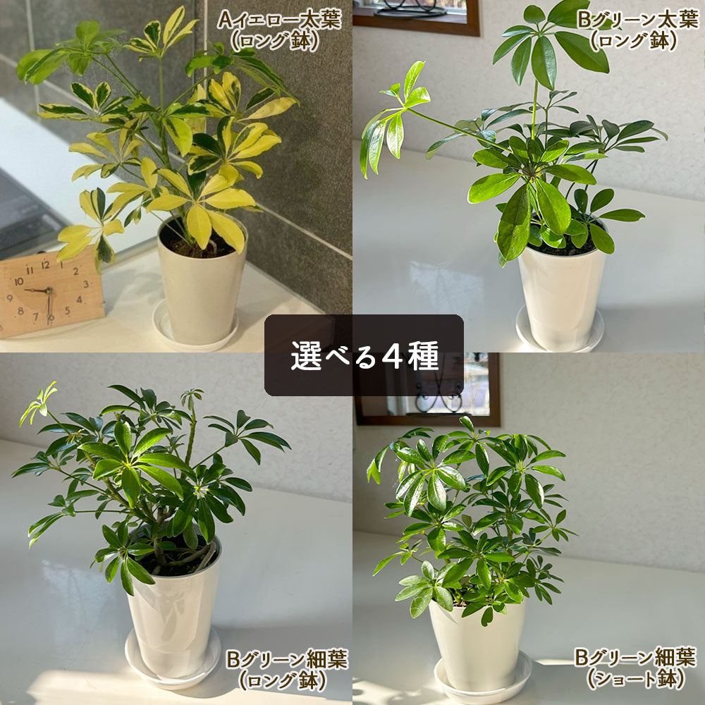シェフレラ ホンコンカポック 4号 選べる葉色 グリーン イエロー 白プラスチック鉢 受皿付