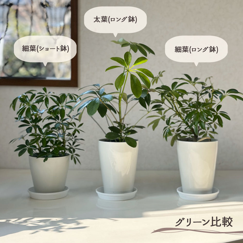 シェフレラ ホンコンカポック 4号 選べる葉色 グリーン イエロー 白プラスチック鉢 受皿付
