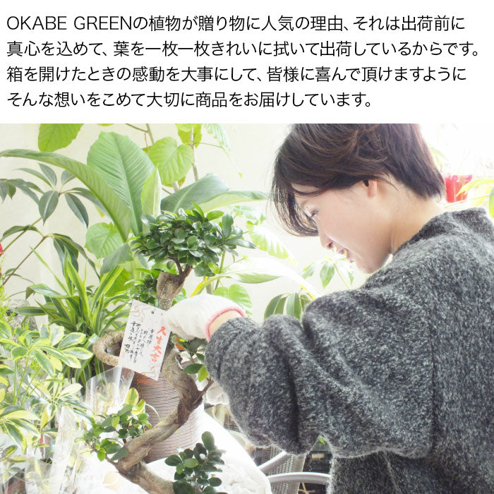 宝石のような観葉植物のお店 【Jewelry Plant】 ユッカ エラータ 10号 【現品】 スクエア黒鉢カバー – Jewelry Plant  online