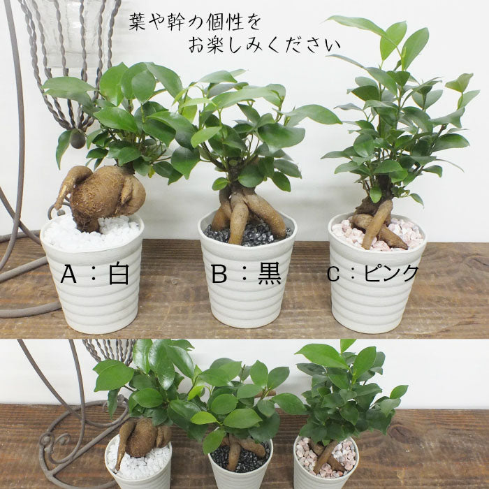 宝石のような観葉植物のお店 【Jewelry Plant】 ガジュマル 小さい ３号 鉢植え アウトレット 【361円OFF】 白セラアート鉢  受皿付き – Jewelry Plant online