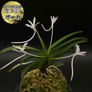 宝石のような観葉植物のお店 【Jewelry Plant】 富貴蘭 轡虫 1本 くつ